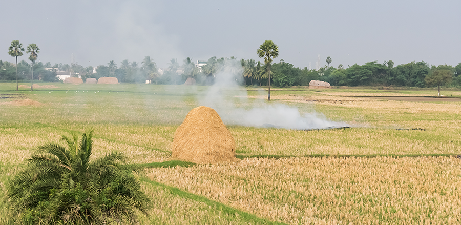 rice straw being burned